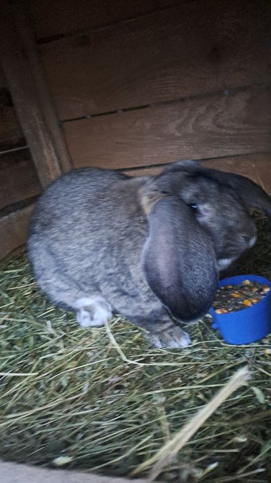 De vanzare o femela berbec si 9 pui de doua luni 3 femele si 6 masculi