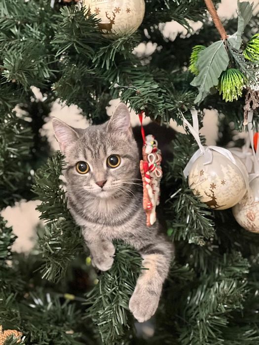 Кошка, пародистая.