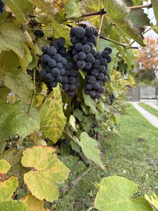 Struguri negri pentru vin