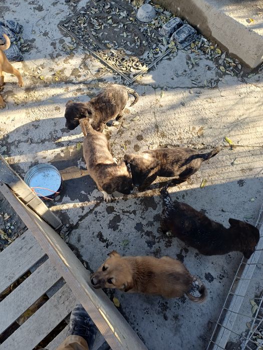 Donez catei de talie mare!