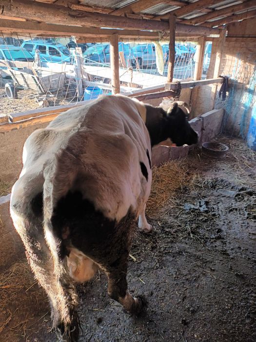 Vaci Reforma pentru abatorizare.