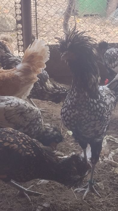 Cocoși,găini , porumbei,fazani.