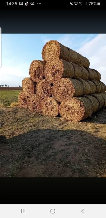 Baloţi tocatura porumb
