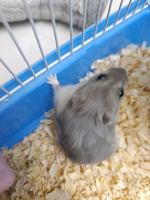 Хомяк джунгарский