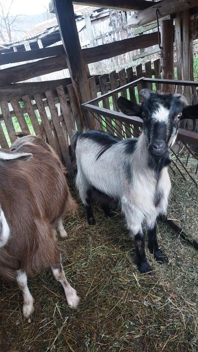 Две кози - на 4 и на 2 години