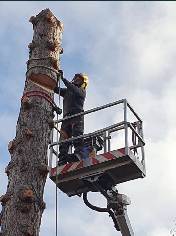 Arborist, alpinist utilitar in arbori, taiere de arbori/copaci