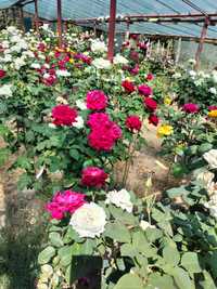 Trandafiri pomișor curgători(plângători) roșu,alb,galben,roz.