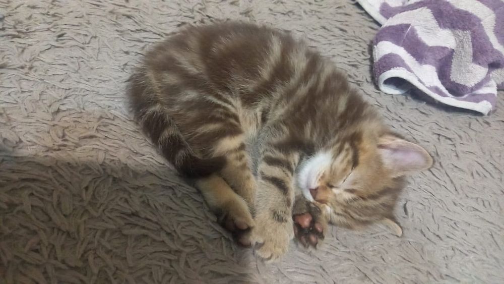 Продам котенка остался один