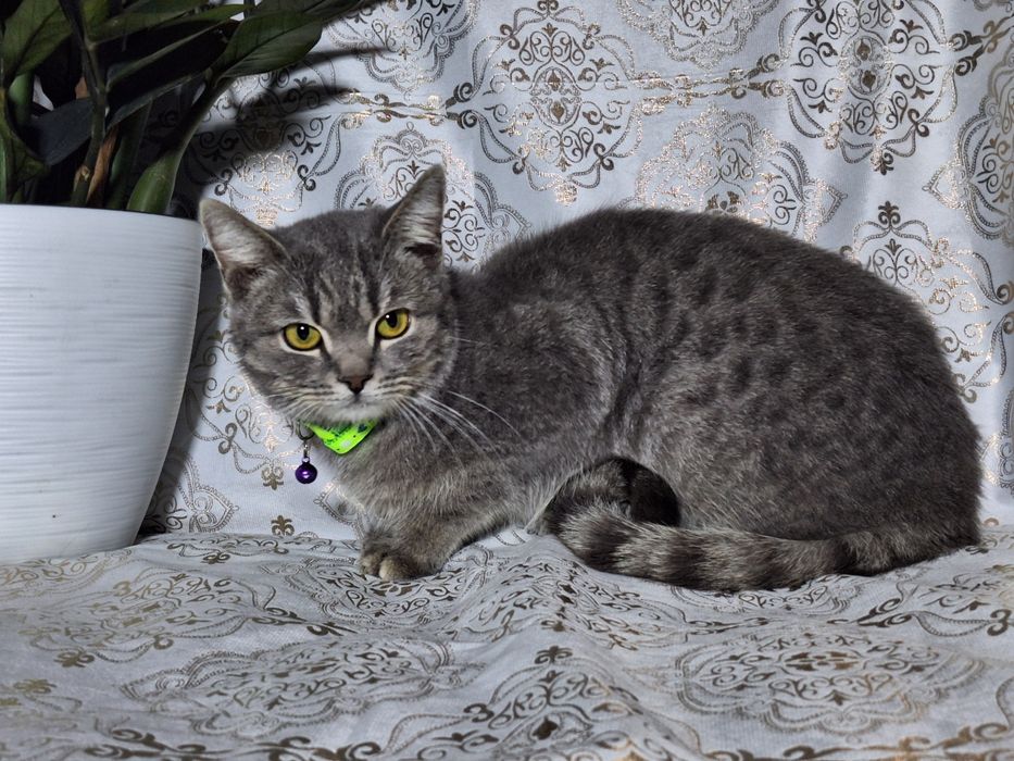 Подари Леону семью