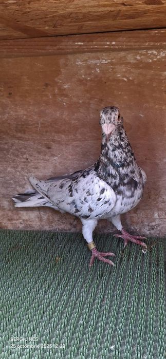 Vouajori sport culori rare