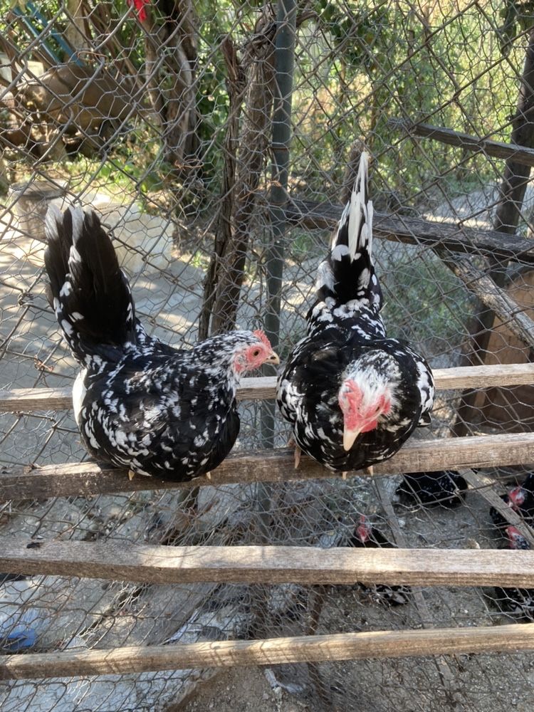 Păsări Chabo Bobat de Vânzare Bucuresti-Chitila