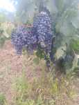 Struguri pt vin,feteasca neagra