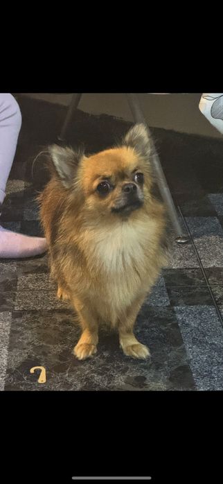 Чихуахуа Момиченце