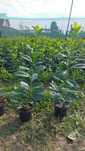 Laur Englezesc / Prunus / Leylandii / Photinia / Gard viu