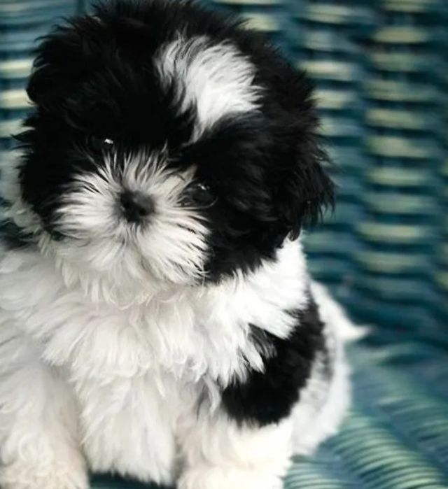 Bichon havanez   700 lei