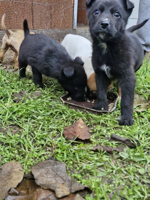 Подарявам! Малки кученца