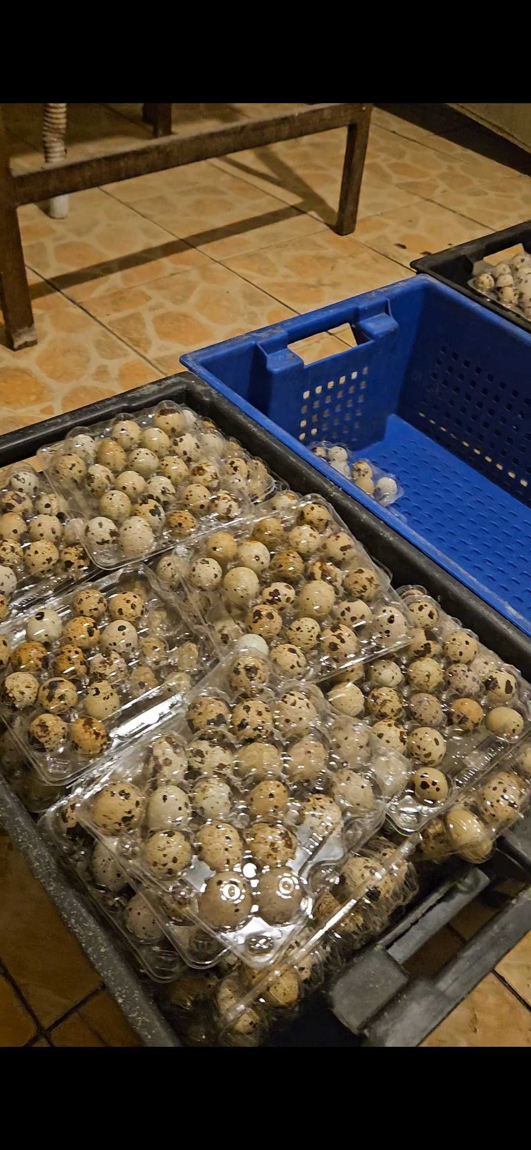 Продам перепелиные яйца