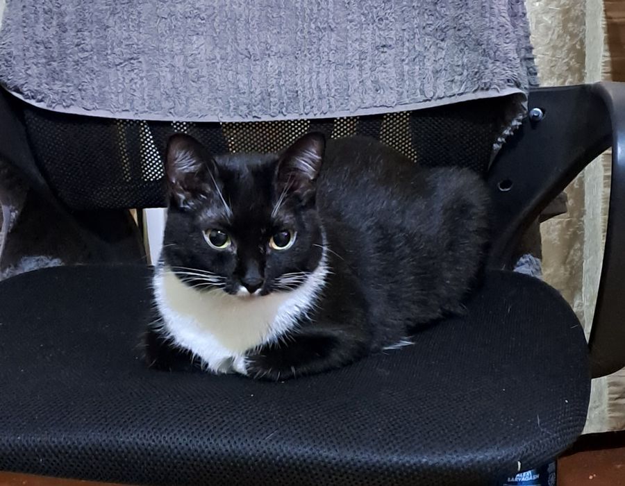 Отдам кастрированых кошечек в добрые руки!