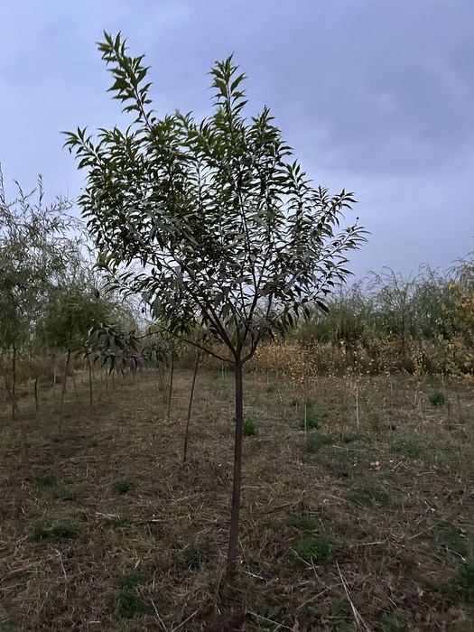 Majnun tol 2 metrdan 5 metrgacja