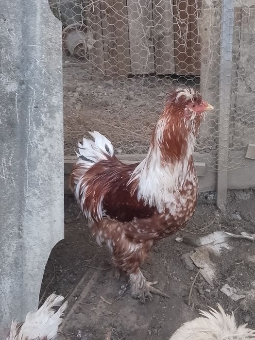 Oferta!Cocoși strumsky moțate bărboase!!!