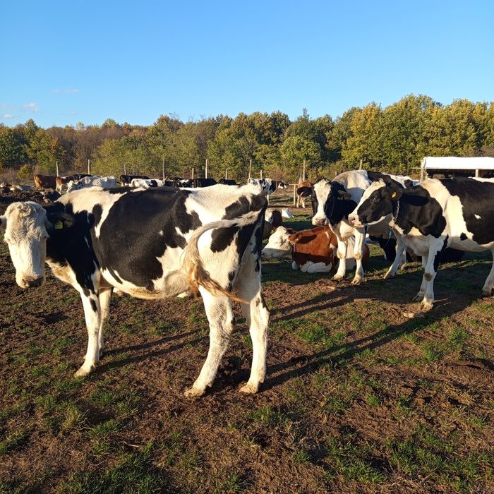 Vacă de vânzare cu acte pe rasă