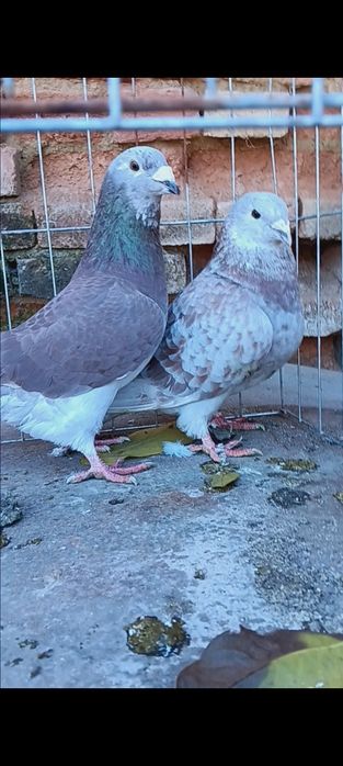 Свободни стандартни пощенци