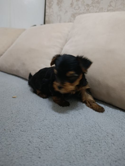 Продам щенков Йоркширского терьера-мини.