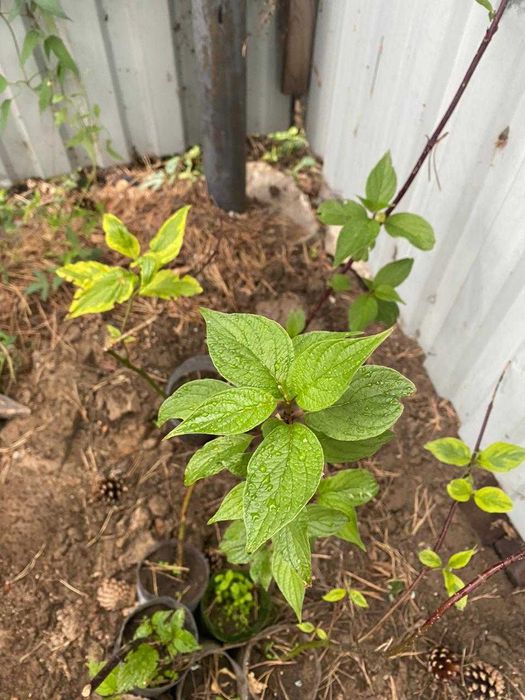 Продам саженец Дерен