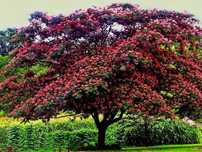 Arborele de matase  ( albizzia )