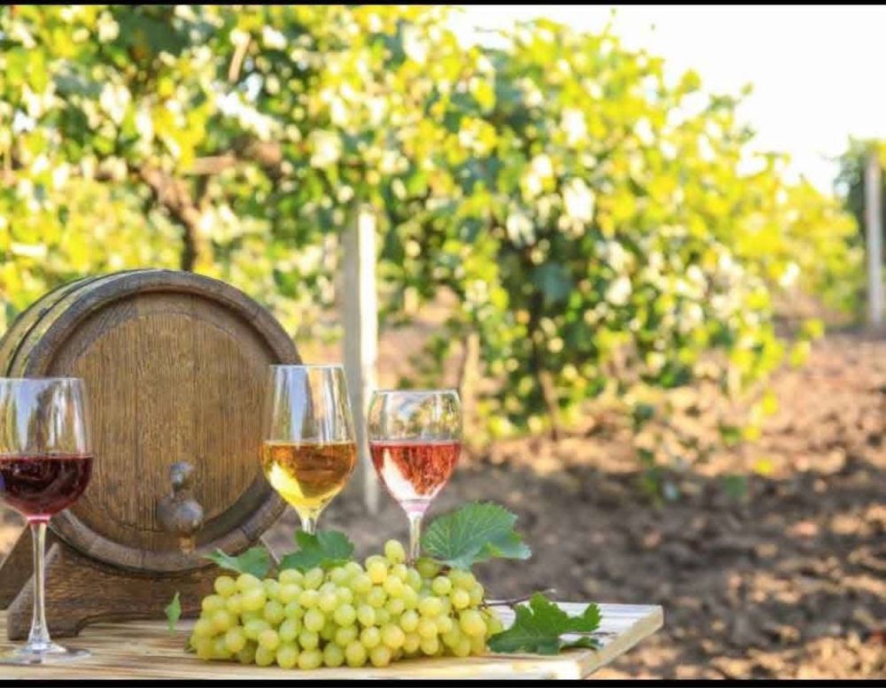 Vand struguri de vin orce soi productie 2025