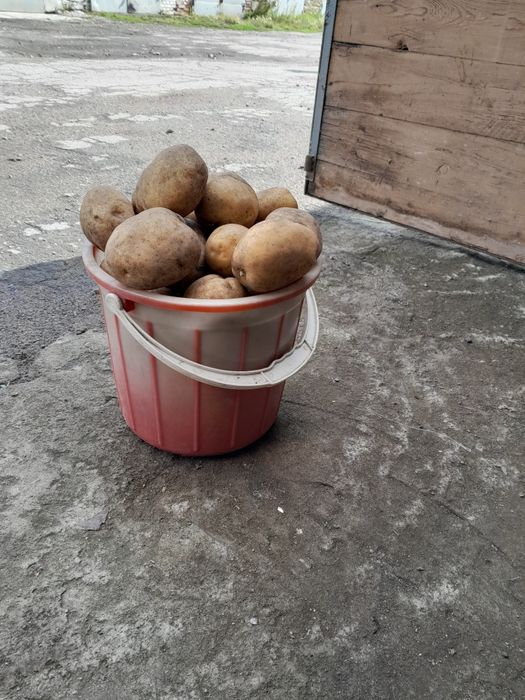 Продам дачный картофель