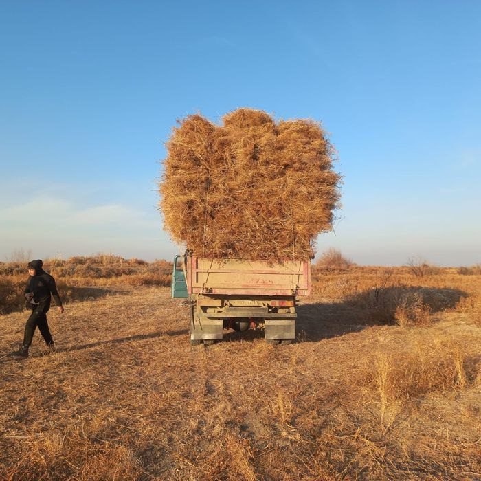 Жантақ сатылады қызылорда қаласы
