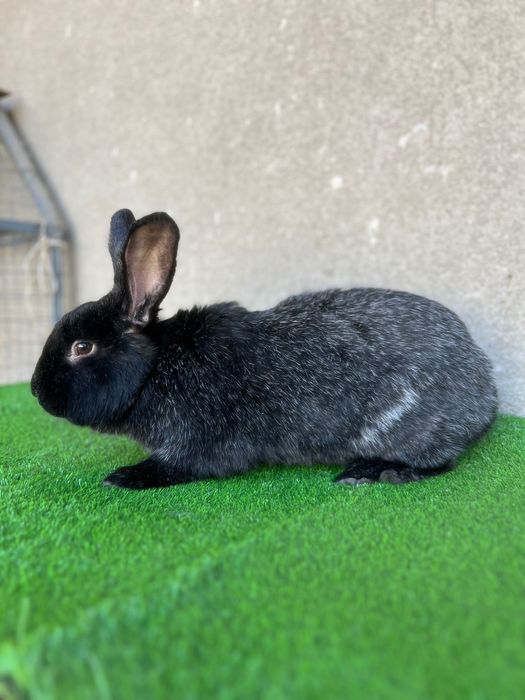 Полтавский серебристый кролик