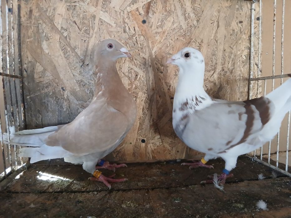 Porumbei voiajori de vanzare