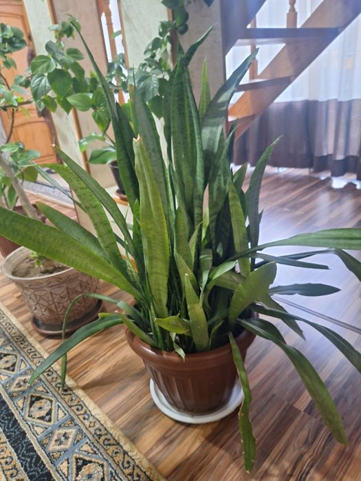 Сансивиера 3ta  xonaki gullar
