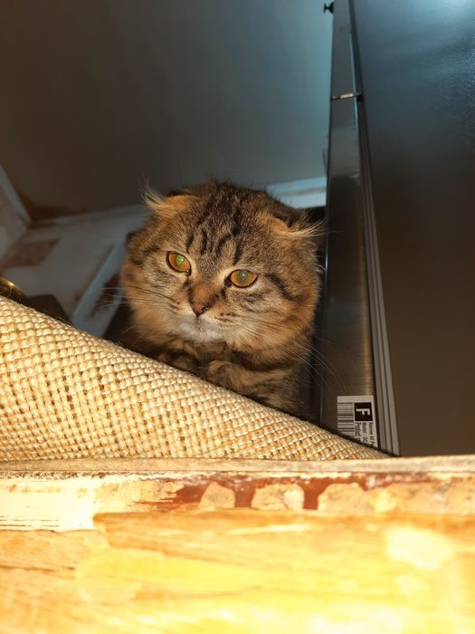 Скотиш фолд 5 ойли