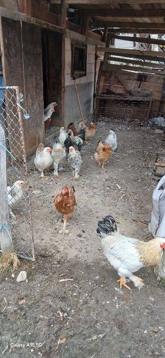 Vând gaini de casă.