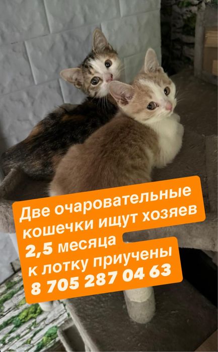 Отдам котят в добрые руки