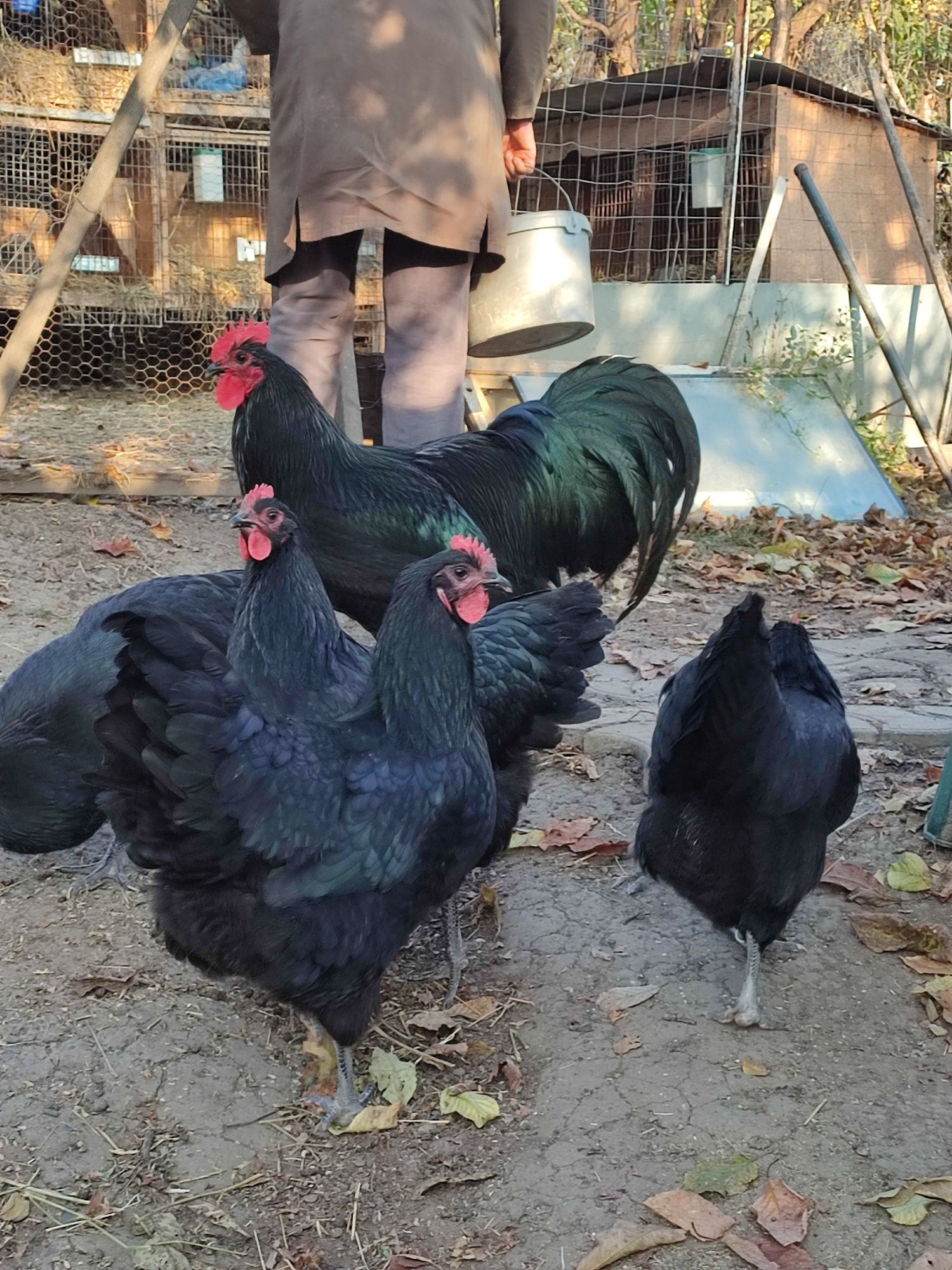 Pui australorp negru