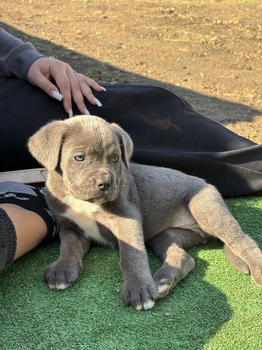 Кученца Кане корсо