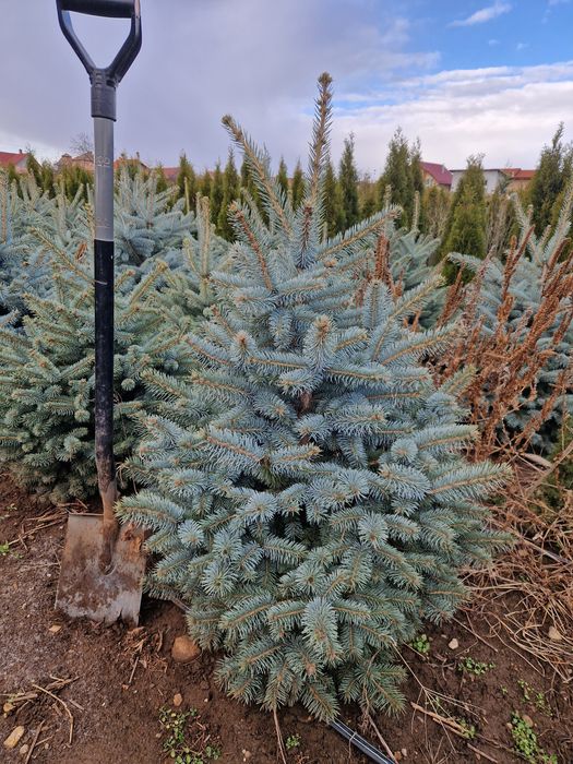 BRAD (Molid argintiu) producție proprie