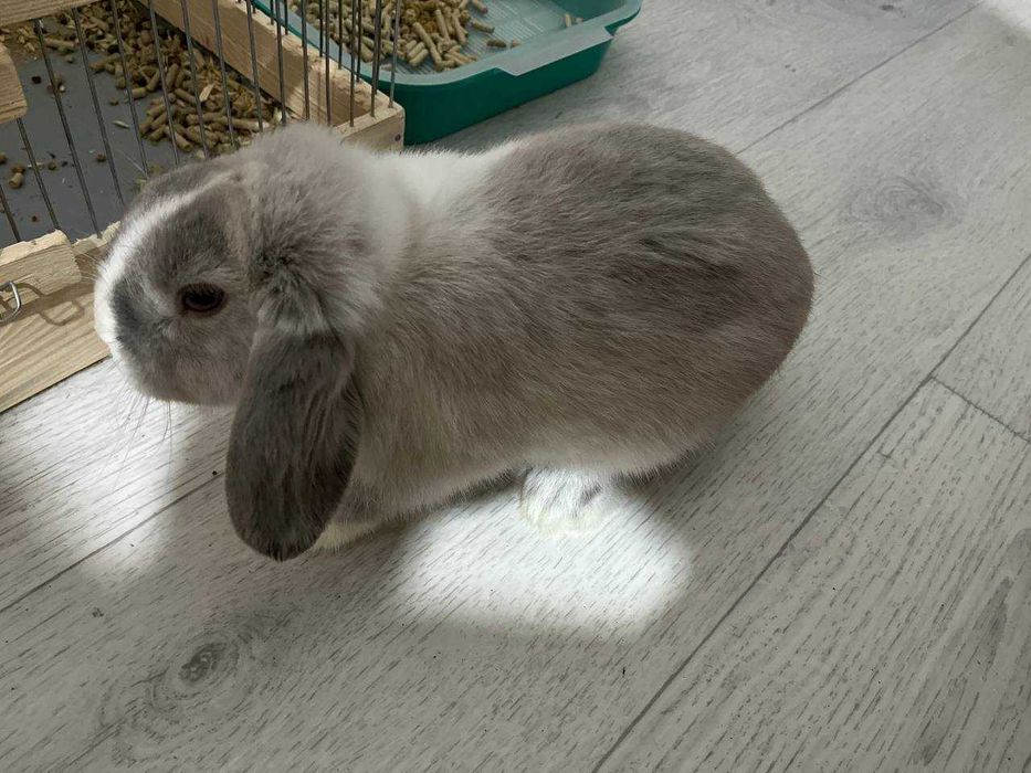 Вязка кролика ,не продажа