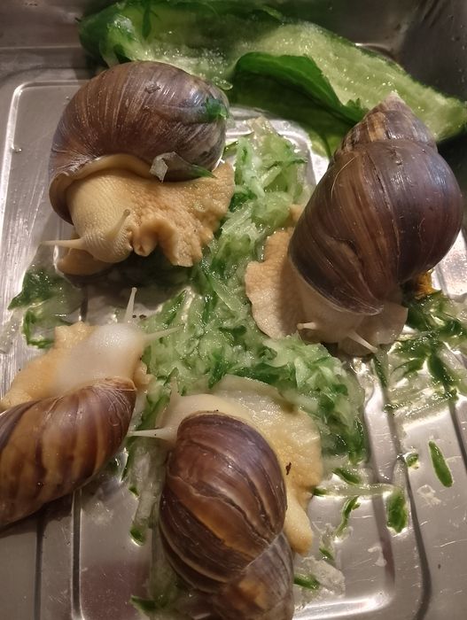 Отдам улиток ахатинцев