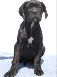 Pui Cane Corso cu pedigree FCI