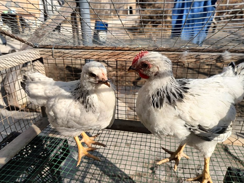 Адлер жўжалар сотилади 1+1