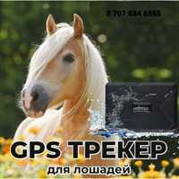 Жылкы Онлайн Бакылау/GPS Навигатор для Лошадей Местоположение в Актау