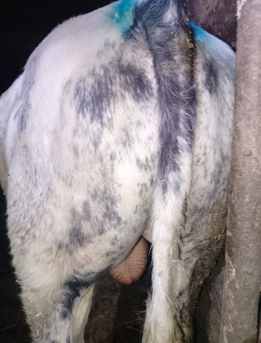 Vând vițel belgian