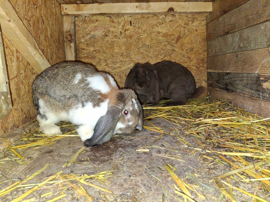 Iepuri rex dalmatian, berbec german, secuiesc