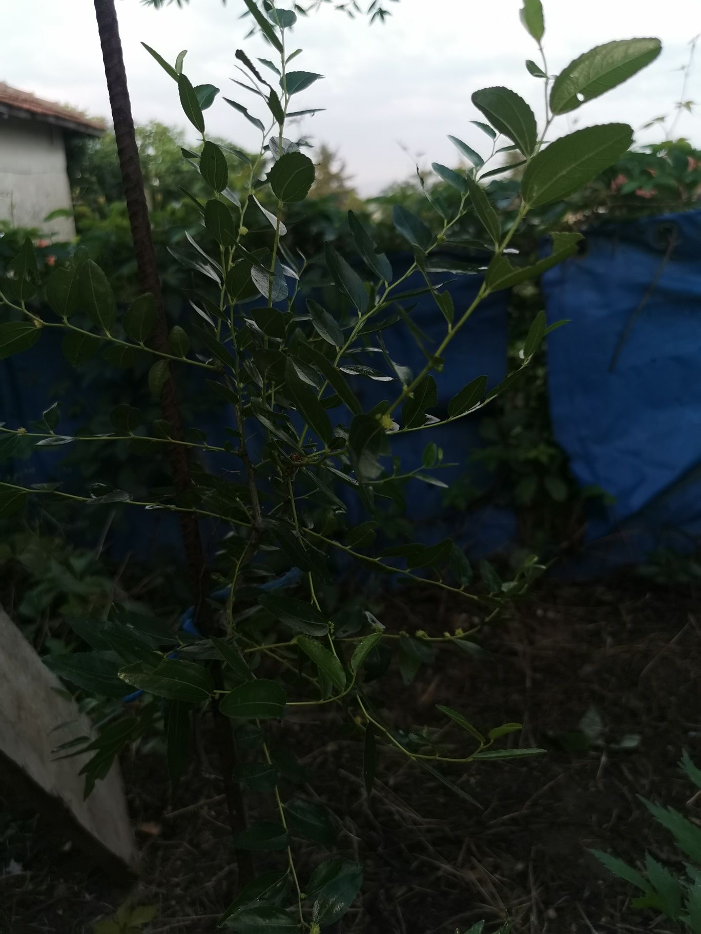Зизифус, Хинап, Ziziphus, unabi, китайска фурма