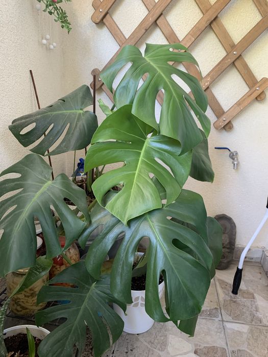 Монстера (Monstera Deliciosa)